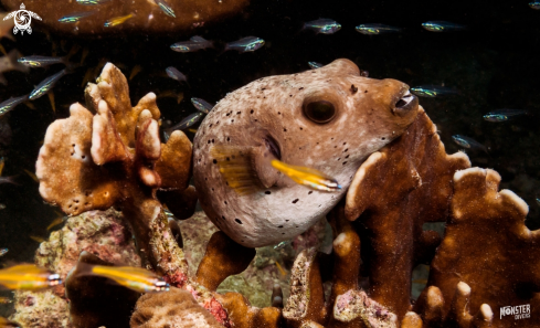 A Arothron nigropunctatus, | Black spotted puffer 