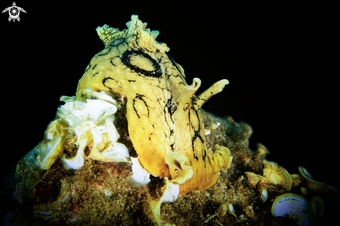 A nudibranch