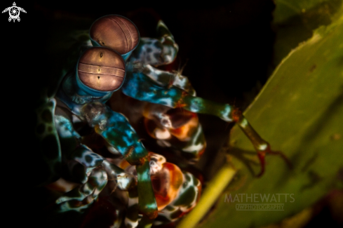 A Mantis Shrimp