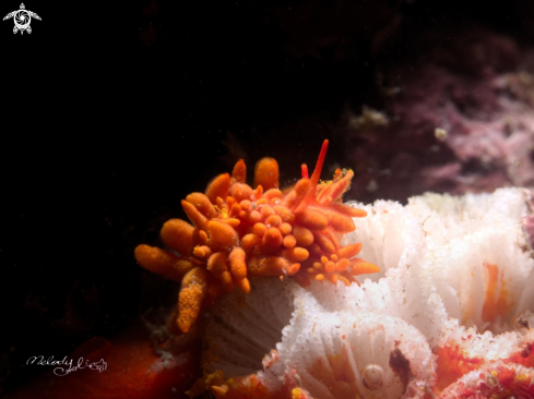 A Nudibranch