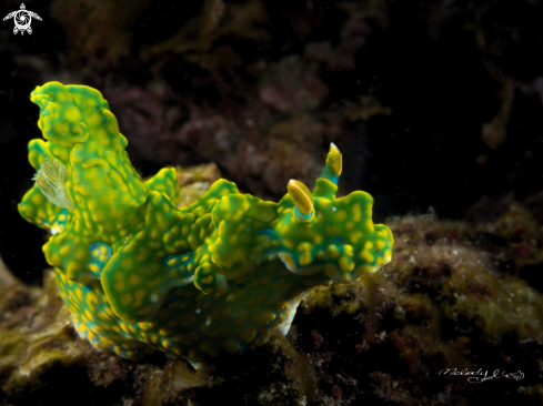 A Nudibranch