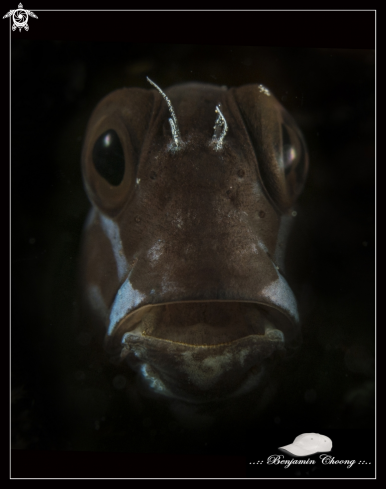 A Ecsenius Tricolor | Tricolor Blenny