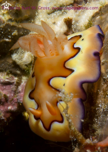 A Nudi