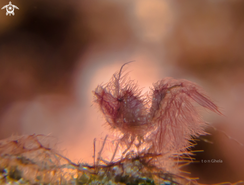 A Phycocaris simulans | Hairy Shrimp