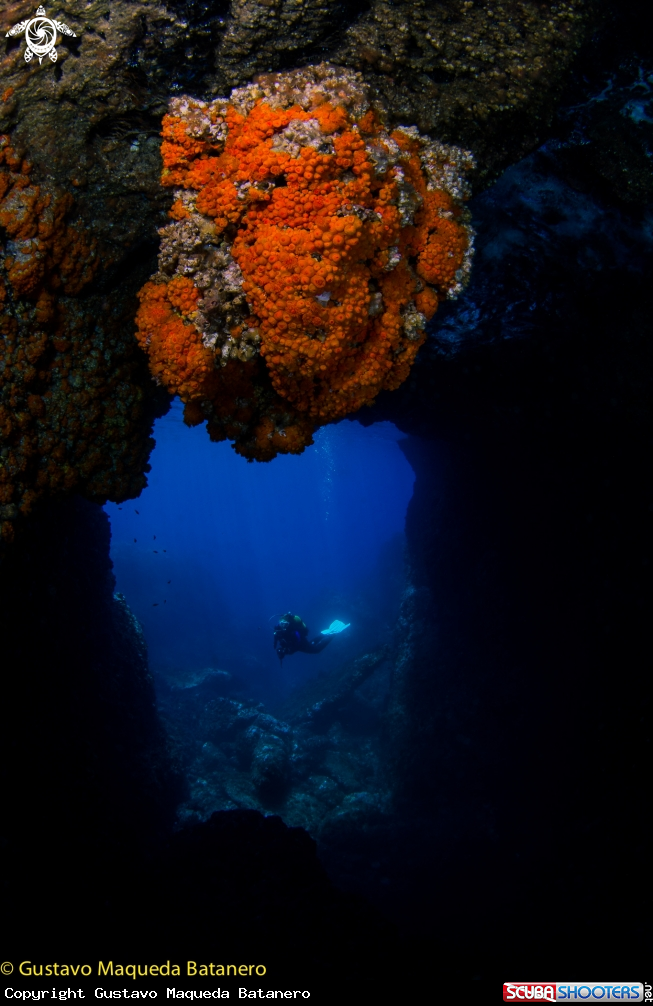 A Coral mediterráneo y cueva