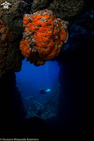 A Astroides calycularis and cave | Coral mediterráneo y cueva