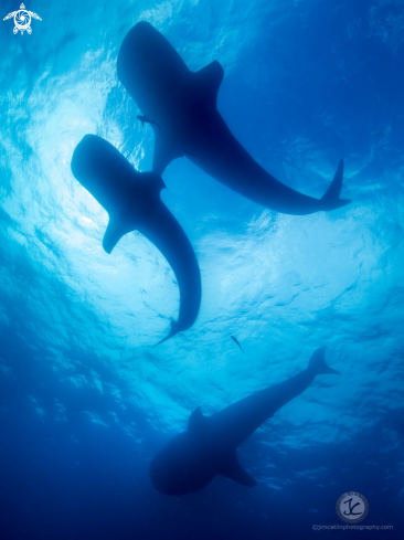 A Whale Sharks