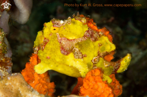 A Frog Fish