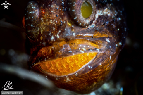 A Frostfin cardinalfish