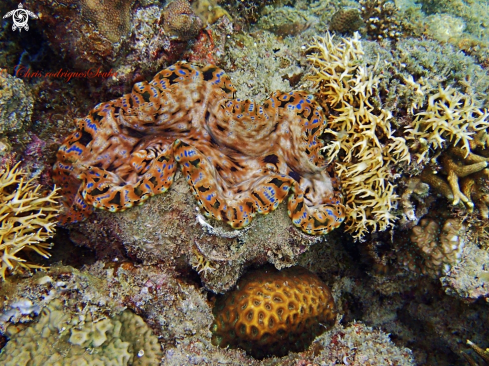 A Giant clam