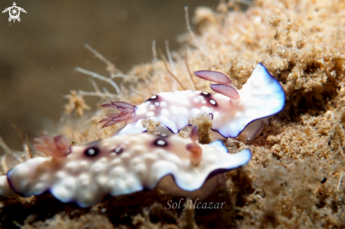 A nudibranch