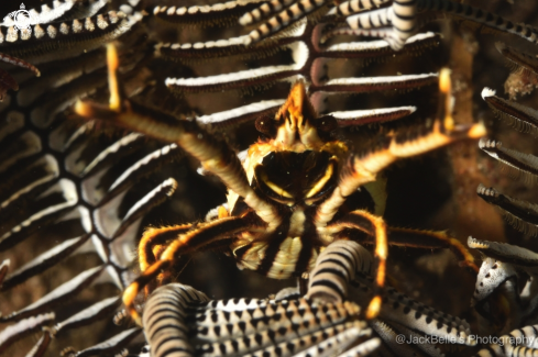 A Allogalathea elegans | Elegant Squat Lobster