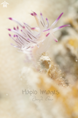 A flabellina rubolineata  | red line flabellina 