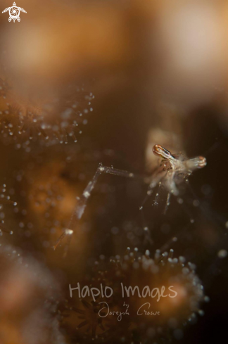 A cuapetes sp | ghost shrimp 