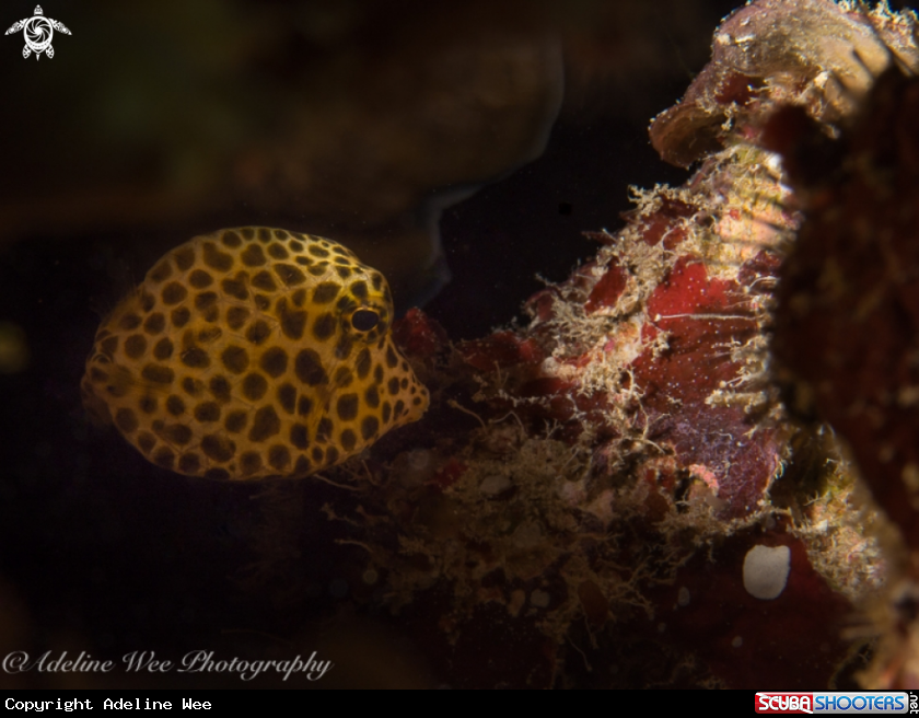 A Spotted trunkfish (Juvenile)