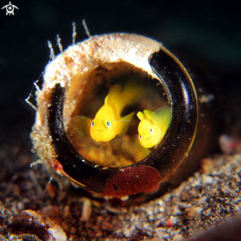 A yellow goby