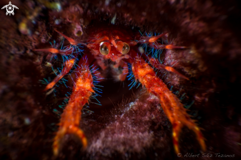 A Squat Lobster