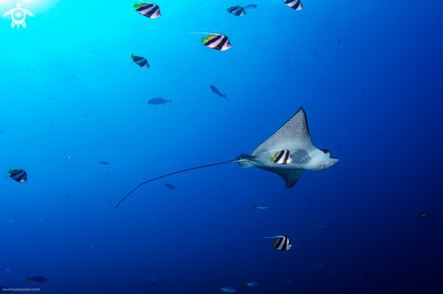 A Eagle Ray