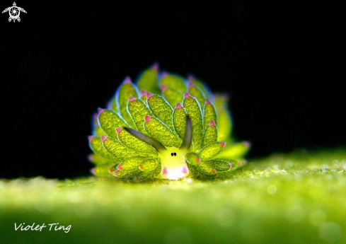 A Nudibranch