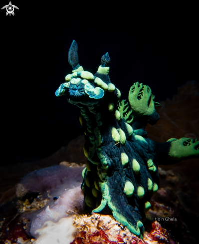 A Nembrotha crestata | Nudibranch