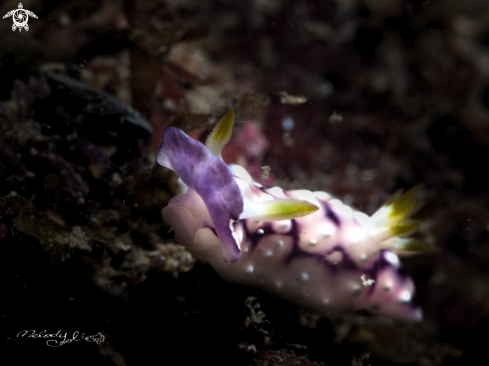 A Nudibranch