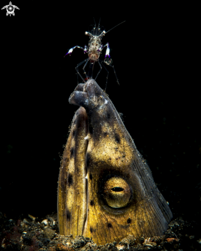 A Snake eel ,Periclimenes magnificus | Snake eel ,Periclimenes magnificus