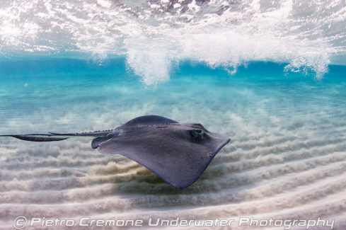 A Southern Stingray