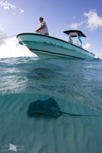 A Southern Stingray