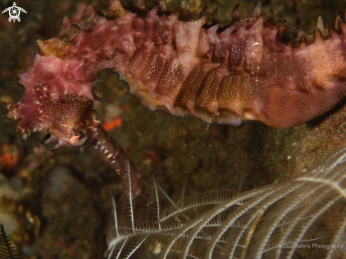 A Thorny Seahorse