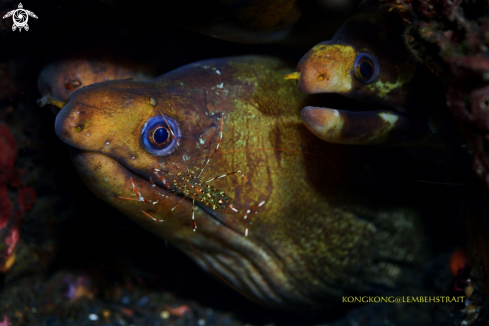 A Moray Eel