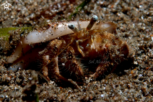 A hermit crab