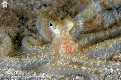 A Long Arm Octopus