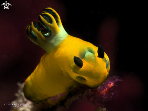 A Nudibranch