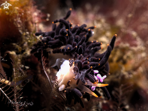 A Nudibranch