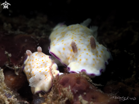 A Nudibranch