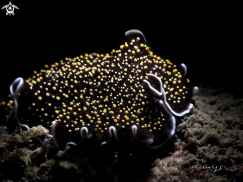 A flatworm 