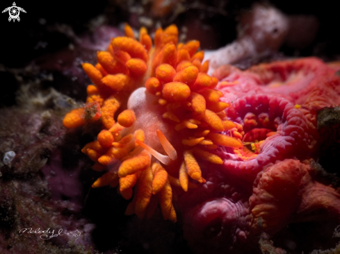 A Nudibranch