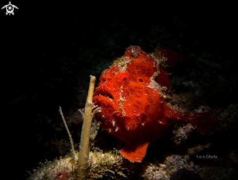 A Antenarius pictus | Frog Fish