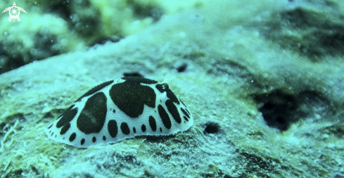 A Nudibranchs