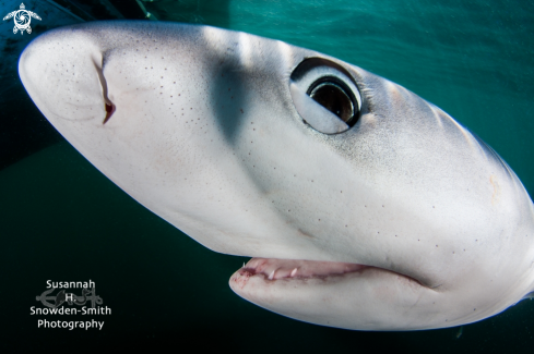 A Blue Shark