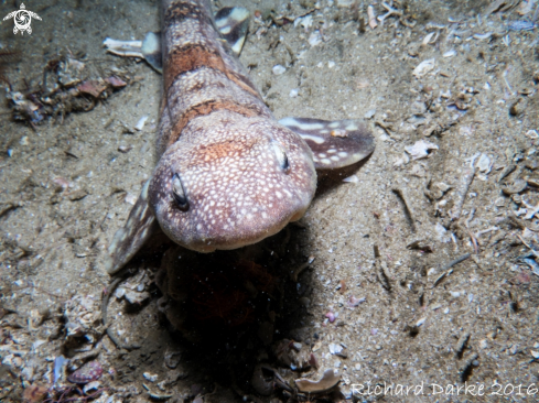 A Puffadder Shyshark