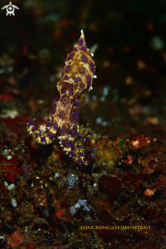 A Blue Ringed Octopus