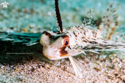 A Dactyloptena orientalis (Cuvier, 1829) | Oriental flying gurnard