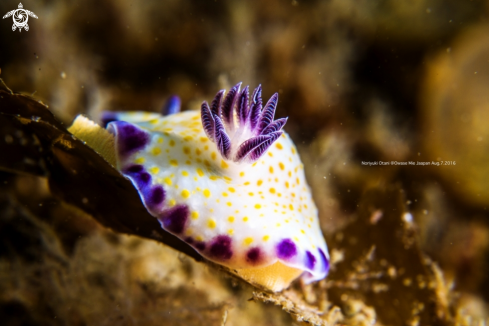 A Nudibranch