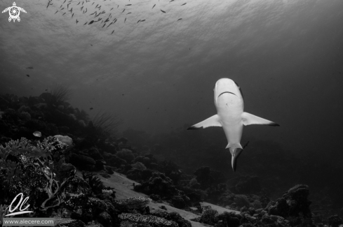 A Carcharhinus amblyrhynchos | Grey reef shark