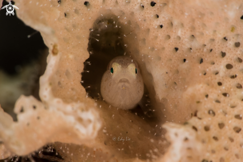 A Bryozoan Goby