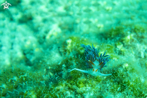 A Nudibranchs