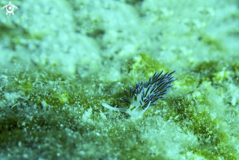 A Nudibranchs