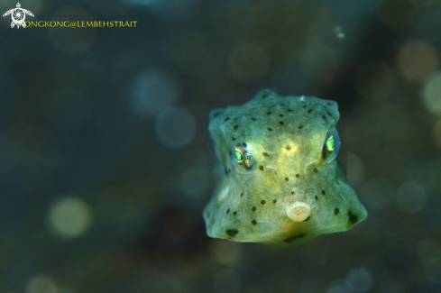A Boxfish