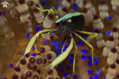 A Squat Lobster